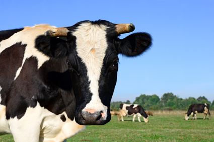 Exportación de ganado vacuno en la UE